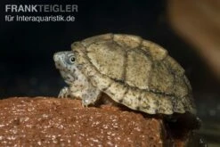 Dach-Moschusschildkröte, Sternotherus Carinatus 5 Dach-Moschusschildkröte, Sternotherus Carinatus -Boutique-Tierhandlung Dach Moschusschildkroete Sternotherus carinatus 3 1