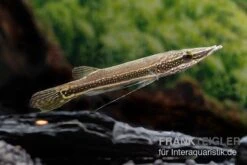 Diamant-Hechtkopf, Luciocephalus Aura 5 Diamant-Hechtkopf, Luciocephalus Aura -Boutique-Tierhandlung Diamant Hechtkopf Luciocephalus aura neu 2