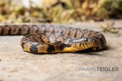 Diamant-Schwimmnatter, Nerodia Rhombifer