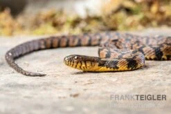 Diamant-Schwimmnatter, Nerodia Rhombifer -Boutique-Tierhandlung Diamant Schwimmnatter Nerodia rhombifer 3