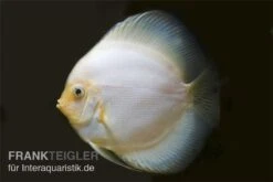 Diskusfisch ASIA-NZ, Symphysodon Discus White Diamond -Boutique-Tierhandlung Diskus weiss