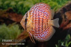 Diskusfisch ASIA-NZ, Symphysodon Discus Leopard -Boutique-Tierhandlung Diskusfisch ASIA NZ Symphysodon discus Leopard 3