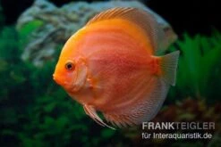 Diskusfisch ASIA-NZ, Symphysodon Discus Red Panda