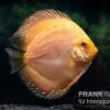 Diskusfisch ASIA-NZ, Symphysodon Discus Ghost (Golden Dragon)