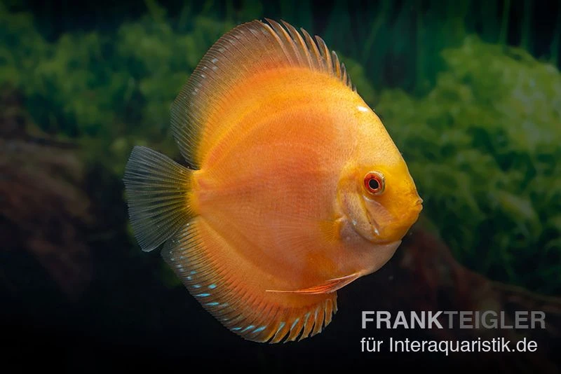 Diskusfisch ASIA-NZ, Symphysodon Discus Gold Master (Siam Gold) 1 Diskusfisch ASIA-NZ, Symphysodon Discus Gold Master (Siam Gold)