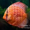 Diskusfisch ASIA-NZ, Symphysodon Discus Red Dragon