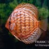 Diskusfisch ASIA-NZ, Symphysodon Discus Red Eagle Turquoise