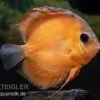 Diskusfisch ASIA-NZ, Symphysodon Discus Rose Red