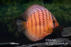 Diskusfisch ASIA-NZ, Symphysodon Discus Super Red Turquoise