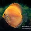 Diskusfisch ASIA-NZ, Symphysodon Discus Red Spotted Gold