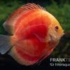 Diskusfisch ASIA-NZ, Symphysodon Discus Red Ruby