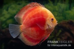 Diskusfisch ASIA-NZ, Symphysodon Discus Red Ruby