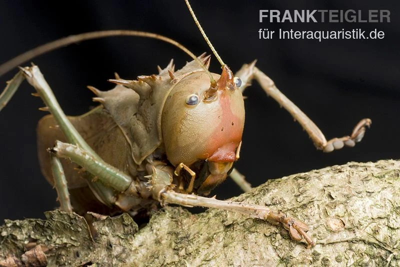 Drachenkopfschrecke, Eumegalodon Spec. 2 Drachenkopfschrecke, Eumegalodon Spec. – Bild 2