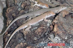 Dumérils Fransenfingereidechse, Acanthodactylus Scutellatus -Boutique-Tierhandlung Dumerils Fransenfingereidechse Acanthodactylus scutellatus 3