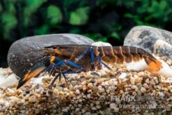 Dunkelblauer Krebs Variante III, Cherax Sp. "Blue Moon Type III" -Boutique-Tierhandlung Dunkelblauer Krebs Variante III Cherax sp Blue Moon Type III 4
