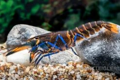 Dunkelblauer Krebs Variante III, Cherax Sp. "Blue Moon Type III" -Boutique-Tierhandlung Dunkelblauer Krebs Variante III Cherax sp Blue Moon Type III 5