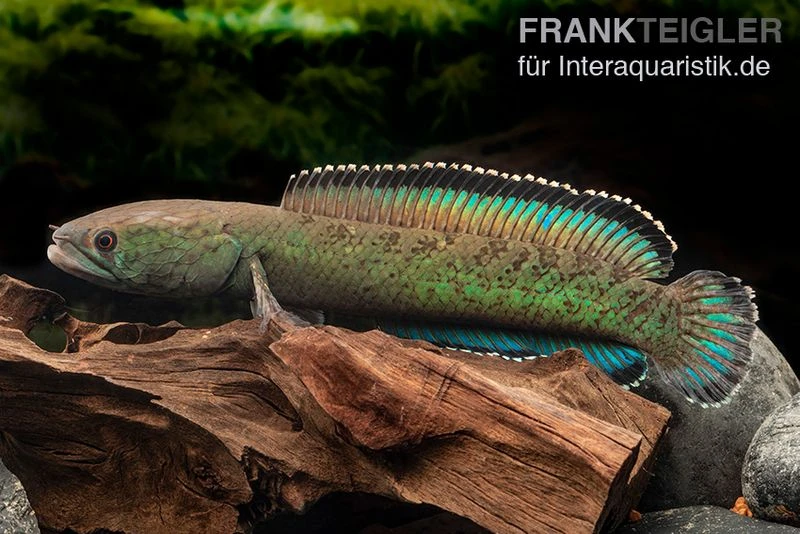 Emerald Green Schlangenkopf, Channa Sp. „Emerald Green“ 1 Emerald Green Schlangenkopf, Channa Sp. „Emerald Green“