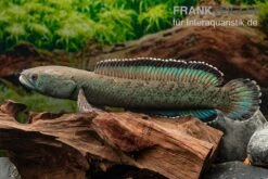 Emerald Green Schlangenkopf, Channa Sp. „Emerald Green“ 6 Emerald Green Schlangenkopf, Channa Sp. „Emerald Green“ -Boutique-Tierhandlung Emerald Green Schlangenkopf Channa sp Emerald Green 3