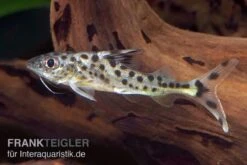 Engel-Antennenwels, Pimelodus Pictus -Boutique-Tierhandlung Engel Antennenwels Pimelodus pictus neu 3