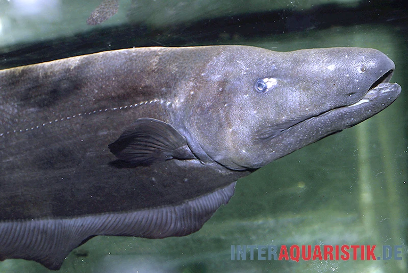 Entenkopf-Messerfisch, Parapteronotus Bonapartii 1 Entenkopf-Messerfisch, Parapteronotus Bonapartii