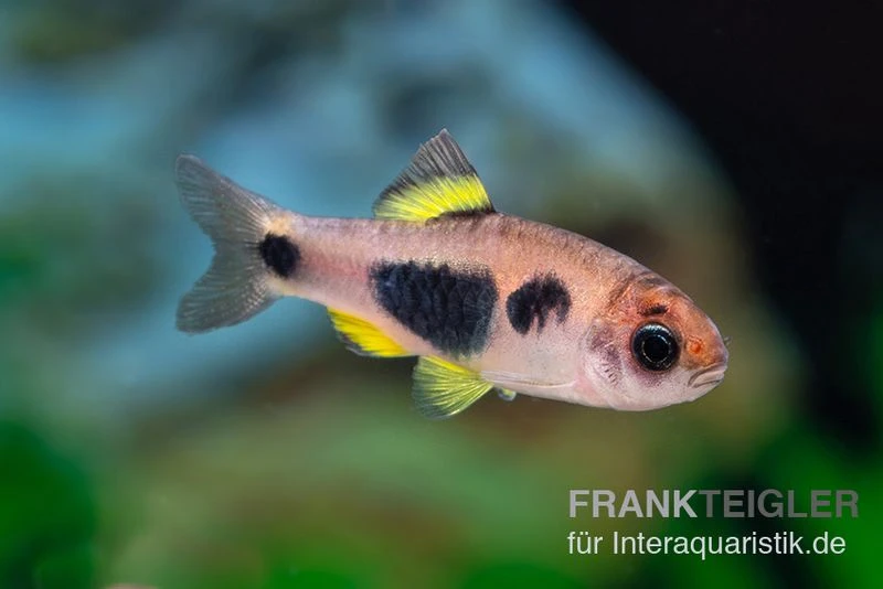 Schmetterlingsbarbe, Barbus Hulstaerti (Minifisch), 5 Stück 3 Schmetterlingsbarbe, Barbus Hulstaerti (Minifisch), 5 Stück – Bild 3