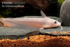 Equinus-Korallenwels, Neosilurus Equinus -Boutique-Tierhandlung Equinus Korallenwels Neosilurus equinus 3