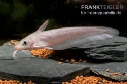 Equinus-Korallenwels, Neosilurus Equinus -Boutique-Tierhandlung Equinus Korallenwels Neosilurus equinus 4