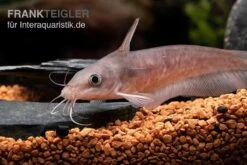 Equinus-Korallenwels, Neosilurus Equinus -Boutique-Tierhandlung Equinus Korallenwels Neosilurus equinus 5