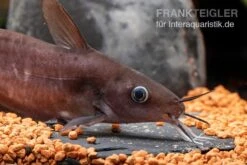 Equinus-Korallenwels, Neosilurus Equinus -Boutique-Tierhandlung Equinus Korallenwels Neosilurus equinus 6