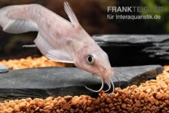 Equinus-Korallenwels, Neosilurus Equinus -Boutique-Tierhandlung Equinus Korallenwels Neosilurus equinus 8