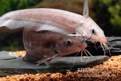 Equinus-Korallenwels, Neosilurus Equinus -Boutique-Tierhandlung Equinus Korallenwels Neosilurus equinus 9