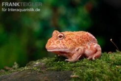 Erdbeer-Pacman-Frog, Ceratophrys Cranwelli Strawberry -Boutique-Tierhandlung Erdbeer Pacman Frog Ceratophrys cranwelli strawberry 03