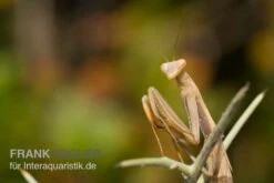 Europäische Gottesanbeterin, Mantis Religiosa -Boutique-Tierhandlung Europaeische Gottesanbeterin Mantis religiosa