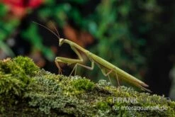 Europäische Gottesanbeterin, Mantis Religiosa