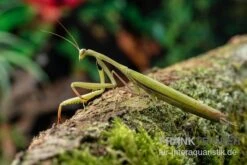 Europäische Gottesanbeterin, Mantis Religiosa -Boutique-Tierhandlung Europaeische Gottesanbeterin Mantis religiosa neu 3