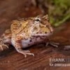 Fantasy Pacman Frog Bicolor, Ceratophrys Cornuta X Ceratophrys Cranwelli