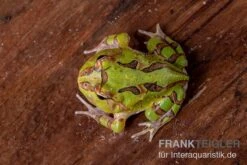 Fantasy Pacman Frog Grün, Ceratophrys Cornuta X Ceratophrys Cranwelli -Boutique-Tierhandlung Fantasy Pacman Frog gruen C cornuta x C cranwelli 03