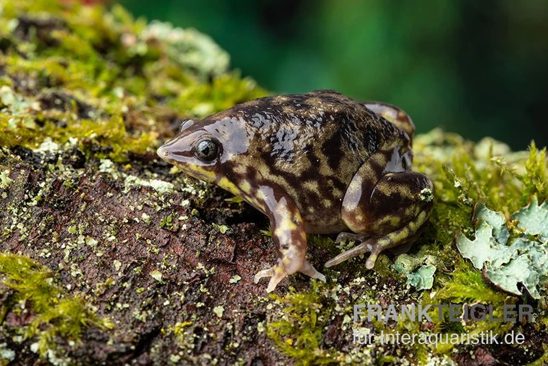 Ferkelfrosch, Hemisus Marmoratus 1 Ferkelfrosch, Hemisus Marmoratus