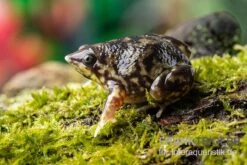 Ferkelfrosch, Hemisus Marmoratus 6 Ferkelfrosch, Hemisus Marmoratus -Boutique-Tierhandlung Ferkelfrosch Hemisus marmoratus neu 3