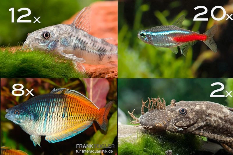 Zierfisch-Sortiment Einsteiger Für 120 Cm 1 Zierfisch-Sortiment Einsteiger Für 120 Cm