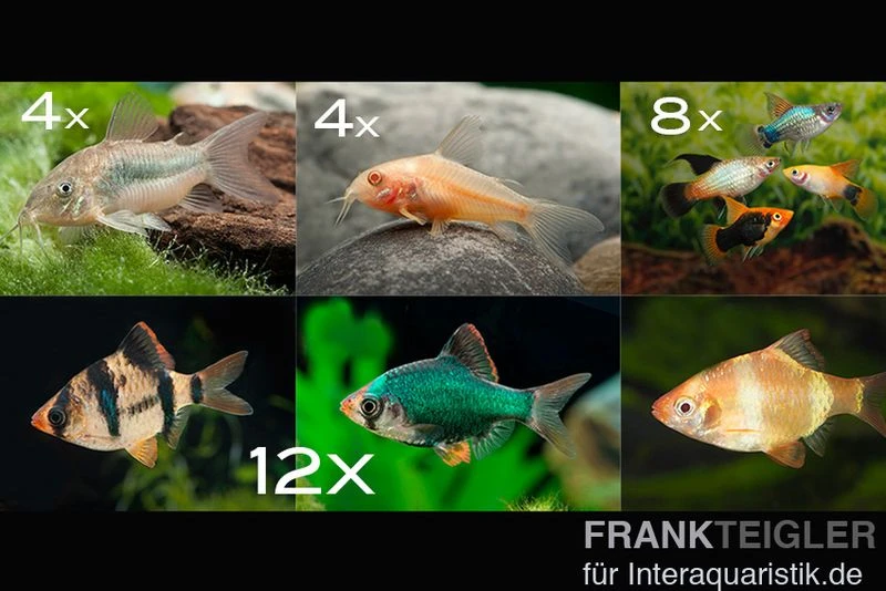 Zierfisch-Sortiment Hartwasser Für 100 Cm 1 Zierfisch-Sortiment Hartwasser Für 100 Cm