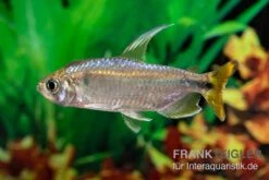 Flammenkongosalmler, Alestopetersius Nigropterus -Boutique-Tierhandlung Flammenkongosalmler Alestopetersius nigropterus 2 1