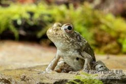 Flussfrosch, Rana Heckscheri -Boutique-Tierhandlung Flussfrosch Rana heckscheri 3