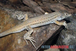 Franseneidechse, Acanthodactylus Boskianus -Boutique-Tierhandlung Franseneidechse Acanthodactylus boskianus 3