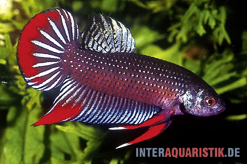 Friedlicher Kampffisch, Betta Imbellis 1 Friedlicher Kampffisch, Betta Imbellis