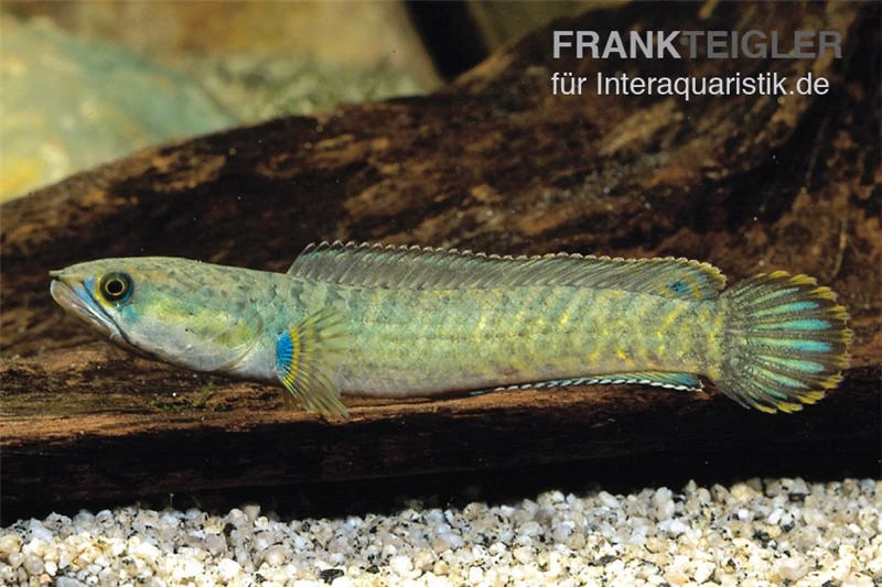 Froschschlangenkopf, Channa Gachua, 4-5 Cm 1 Froschschlangenkopf, Channa Gachua, 4-5 Cm