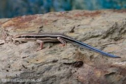 Fünfstreifenskink, Trachylepis Quinquetaeniata -Boutique-Tierhandlung Fuenfstreifenskink Trachylepis quinquetaeniata 3 neu jpg