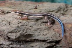 Fünfstreifenskink, Trachylepis Quinquetaeniata -Boutique-Tierhandlung Fuenfstreifenskink Trachylepis quinquetaeniata 4 neu jpg