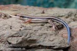 Fünfstreifenskink, Trachylepis Quinquetaeniata -Boutique-Tierhandlung Fuenfstreifenskink Trachylepis quinquetaeniata 6 neu jpg