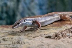 Fünfstreifenskink, Trachylepis Quinquetaeniata -Boutique-Tierhandlung Funfstreifenskink Trachylepis quinquetaeniata 2 1